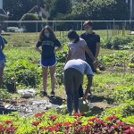 Growing White Plains